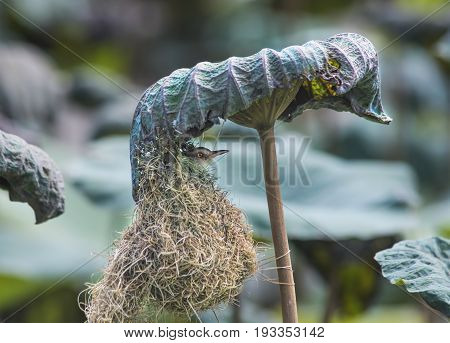 The eggs are nested in the lotus garden.
