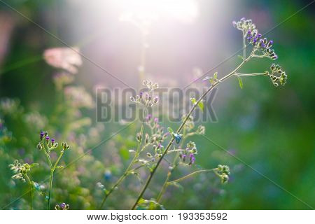 Tiny megenta grass flower Cyanthillium cinereum also known as little ironweed at sunset