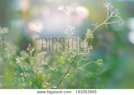 Tiny megenta grass flower Cyanthillium cinereum also known as little ironweed at sunset
