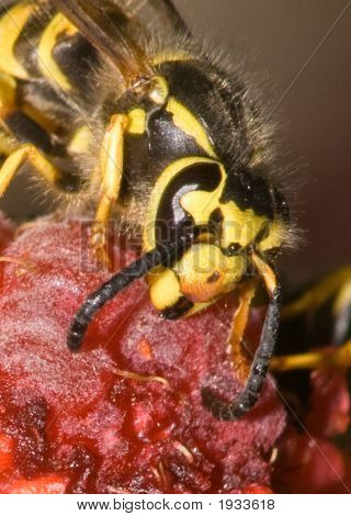 Wasp_