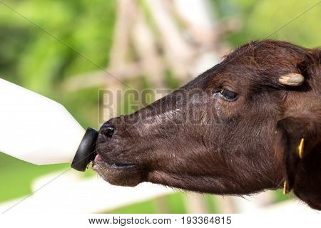 Feeding A Baby Of Murrah Buffalo (water Buffalo) From Bottle