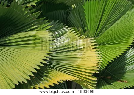 Frondes de palmeira