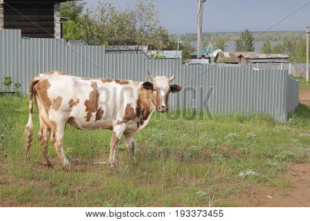 The cow walks at village near fence - Russian countryside, side view