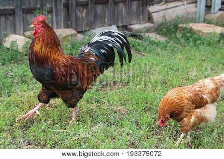 Chicken and rooster walking at green grass,  Russian village