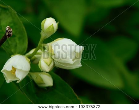 Close-up of buds of white flowers. Place for a text