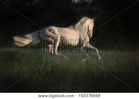 Cremello horse runs on the grass on dark forest background