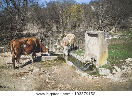 Cow. Cows drink water on wellspring. Nature of south Serbia.