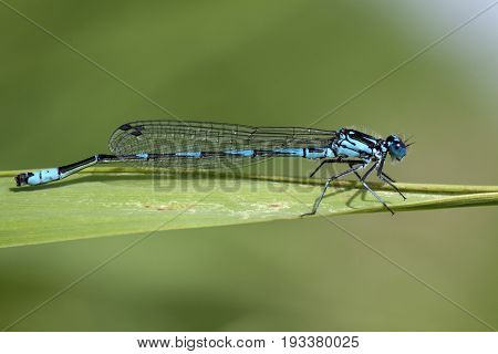 blue dragonfly insect closeup macro on green background.  Photo taken with 90 mm macrolens.