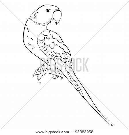 Indian Ringed Parrot Ozherelovy Parrot. Vector Illustration