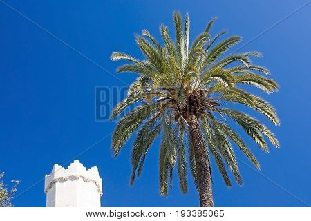 Sa Llotja Tower Palm