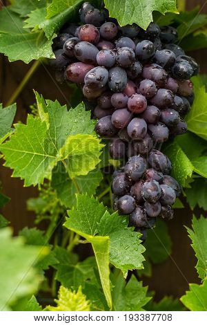 Healthy Fruits Red Wine Grapes Riping In The Vineyard, Dark Grapes/ Blue Grapes/wine Grapes,  Bunch
