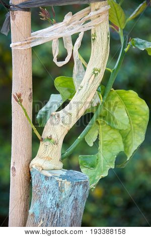 Agricultural Grafting Of Citrus Fruit Trees