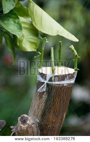 Agricultural Grafting Of Citrus Fruit Trees