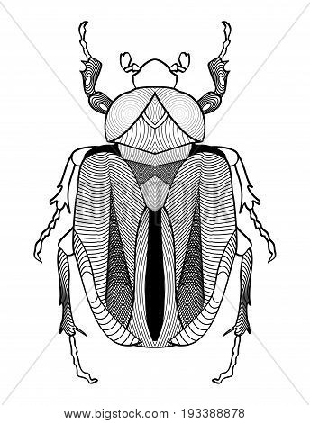 Calligraphic beetle drawing in black and white. Beetle shape decorated with graphic elements. Vector EPS10