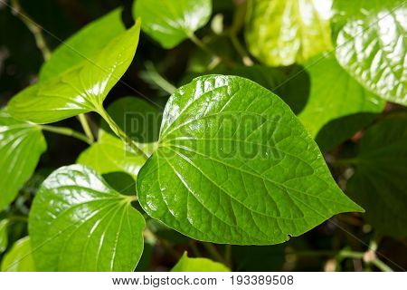 Green Leaf Of Wildbetalleafbush Tree