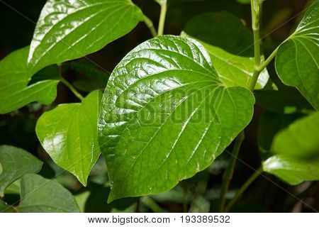 Green Leaf Of Wildbetalleafbush Tree