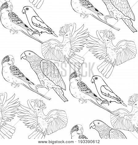 Seamless Pattern Coloring Jaco, Lovebird, Wavy Parrot Kakadu. Vector Illustration