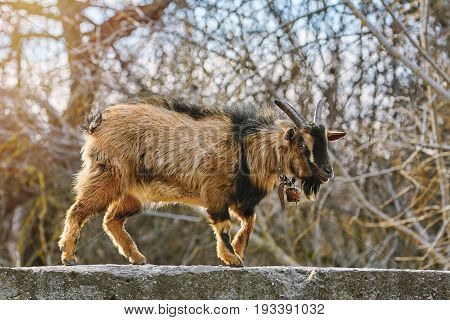 Image of the Goat Walking by the Parapet Wall