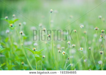 White grass flower with yellow pollen Cyanthillium cinereum also known as little ironweed