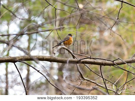 Small Fat Robini Redbreast Perched Absolutely Still On A Tree Branch, Other Tree Limbs Moving In Spr