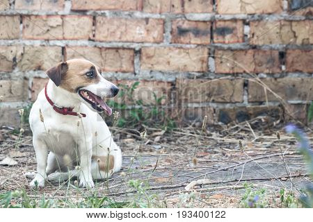 Sitting on the background of the old brick wall