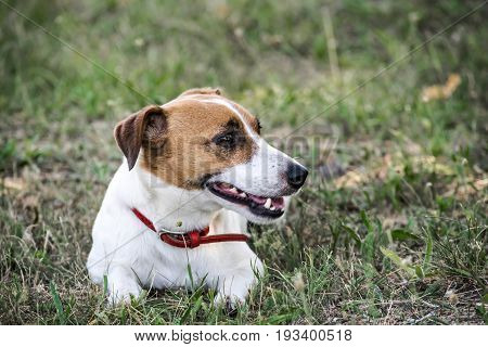 Jack Russell Terrier dog on grass at summer day