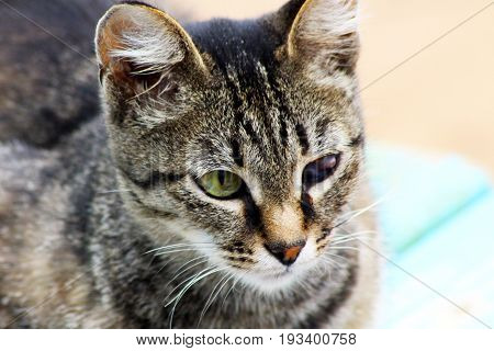 nice sick cat with diseased eyes outside