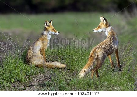 Red Fox Walks On A Meadow In Spring