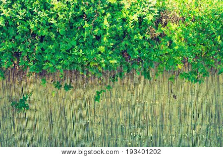 Beautiful background bulrush fence with green liana plant grew on it.