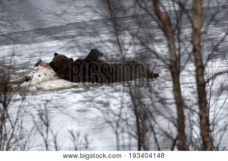 Brown Bear Sleeping On Carcass Of Killed Elk
