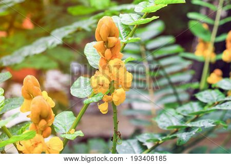 Senna Alata Or Candle Bush Flower Select Focus With Shallow Depth Of Field