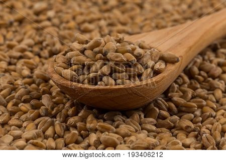 Wheat Grain On White
