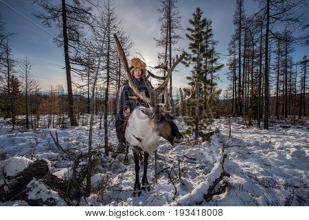 Mongolian Reindeer in traditionally Tsaatan family on their reindeers at Taiga Mongolia