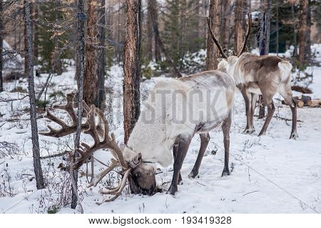 Mongolian Reindeer in traditionally Tsaatan family on their reindeers at Taiga Mongolia