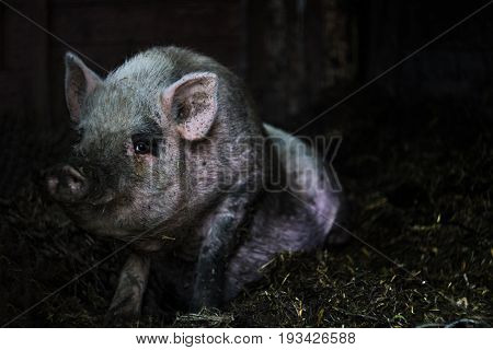 Pink Vietnamese Pig Resting Lying On A Straw On A Farm