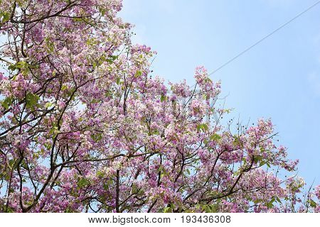 Lagerstroemia flower bloom or Tabak flowers in the gardenTropical flowers in thailand for design nature background.