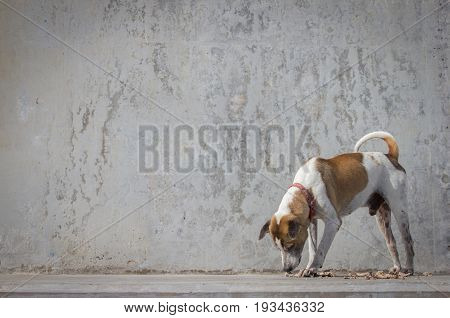 Dog on concrete floor or the Sidewalk with concrete wall for background.