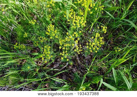 Wintercress flowers (Barbarea vulgaris) bloom in Spring Lake Park, between Harbor Springs and Petoskey, Michigan, during June.