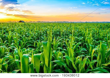 Beautiful morning sunrise over the corn field