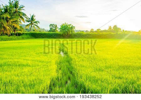 Beautiful morning sunrise over the rice field