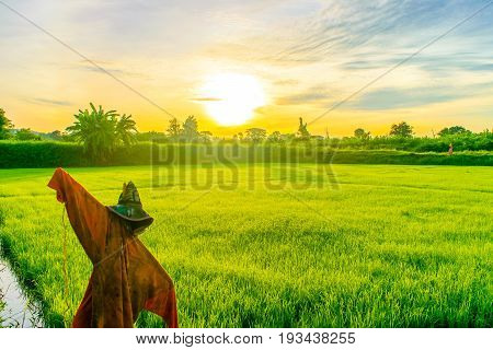 Beautiful morning sunrise over the rice field