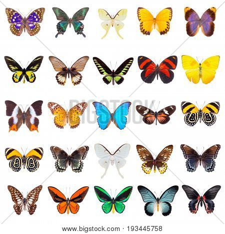 Set of beautiful and colorful butterflies isolated on white. 