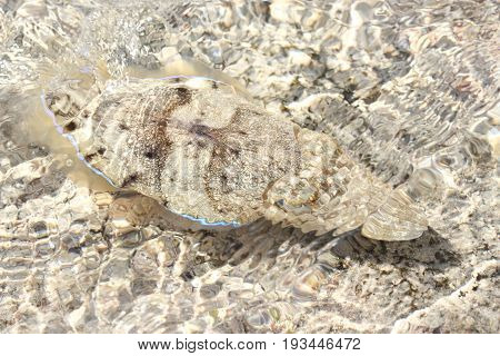Ocean cuttle hide in a shallow water