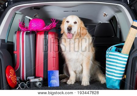Golden Retriever in the boot of the car ready to leave home