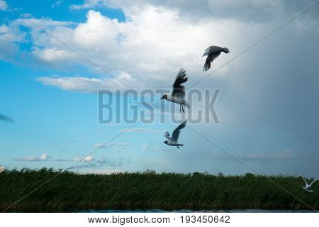A flock of river gulls flies over the surface of the lake's water against the background of the sky and reeds in cloudy weather