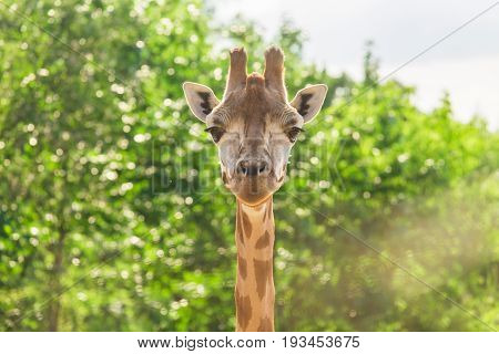 Close up portrait of Masai giraffe. Wild animal