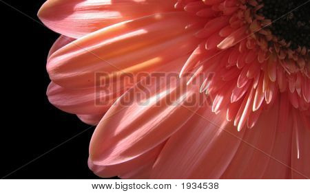 Gerbera-Daisy