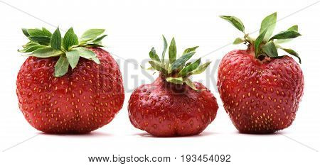 Three imperfect organic sweet strawberries isolated closeup