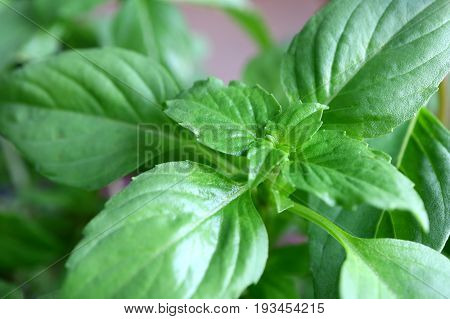 Vibrant Green Thai Basil Plant in the Morning Light, Closed up with Selective Focus