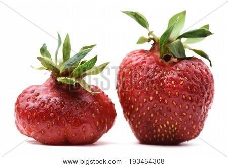 Pair of imperfect organic heirloom strawberries isolated closeup